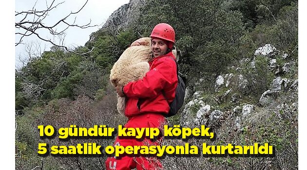 10 gündür kayıpköpek, 5 saatlik operasyonla kurtarıldı