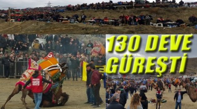 130 DEVE GÜREŞTİ