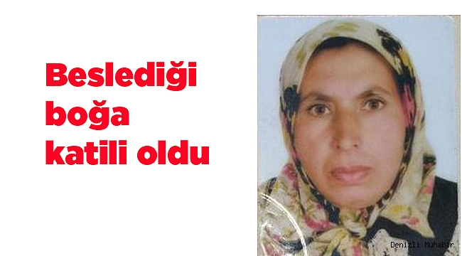 Beslediği boğa katili oldu