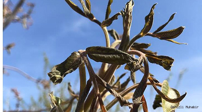 Çameli’de Cevizler Dondan zarar gördü