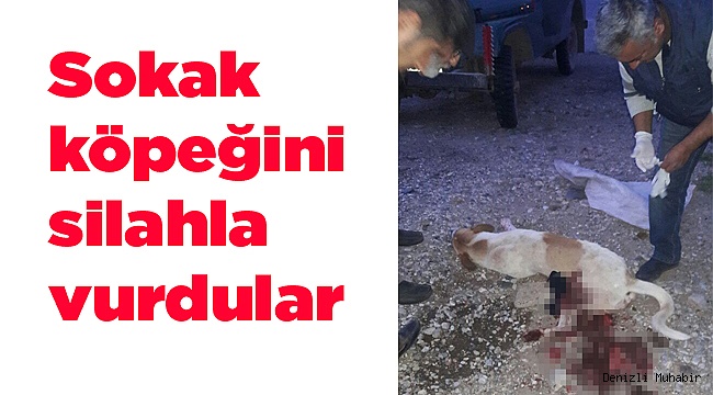 Sokak köpeğini silahla vurdular