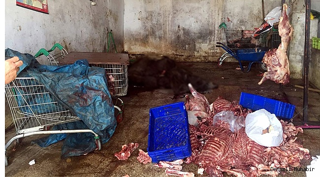 5 ton kaçak domuz eti yakalandı