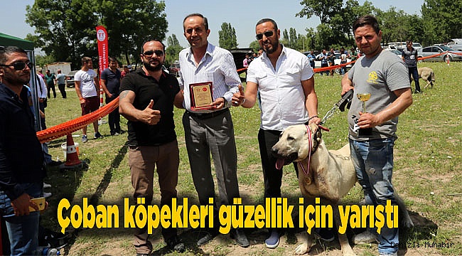 Çoban köpekleri güzellik için yarıştı