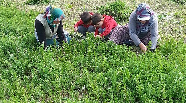 Yılın ilk nane hasadı başladı