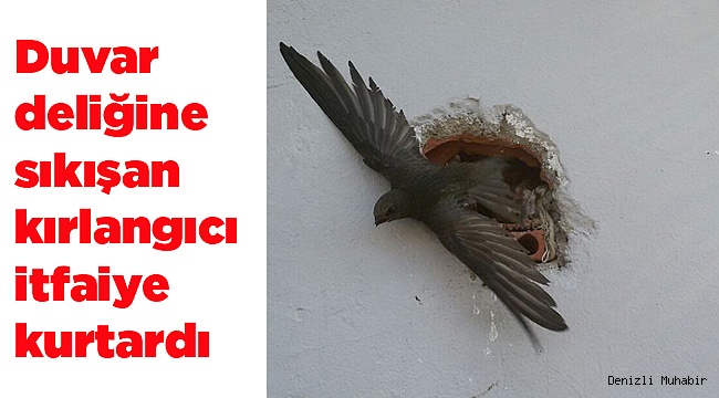 Duvar deliğine sıkışan kırlangıcı itfaiye kurtardı
