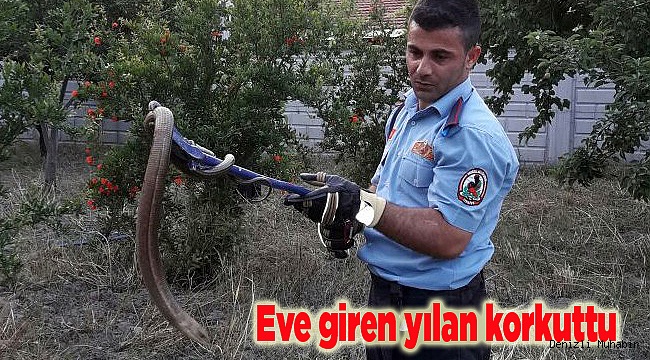 Eve giren yılan korkuttu