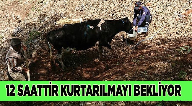 İNEK KURTARMA OPERASYONU DEVAM EDİYOR