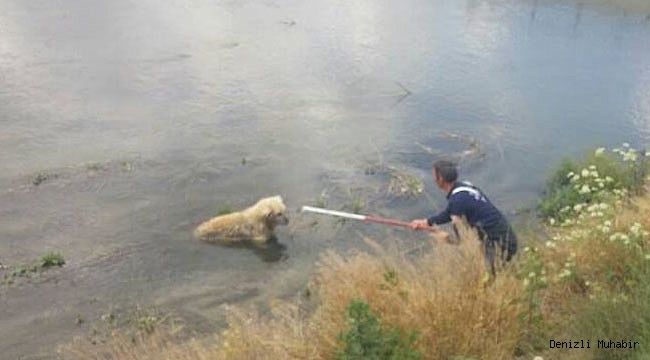 Kanala düşen köpeği itfaiye kurtardı