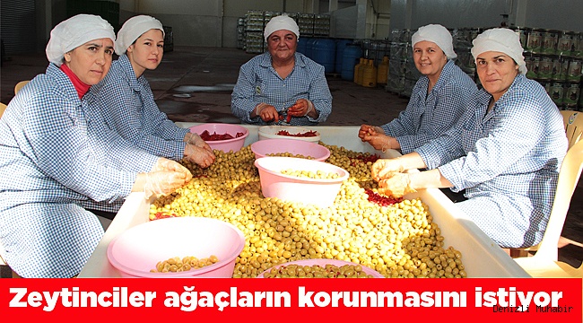 Zeytinciler ağaçların korunmasını istiyor