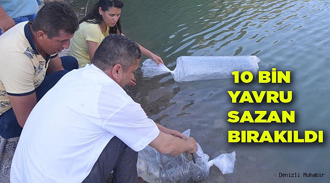 10 BİN YAVRU SAZAN BIRAKILDI