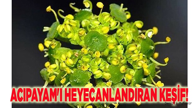 ACIPAYAM'I HEYECANLANDIRAN KEŞİF!