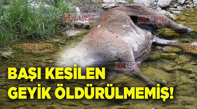 BAŞI KESİLEN GEYİK ÖLDÜRÜLMEMİŞ