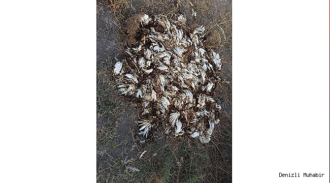 EMiRHiSAR HALKI SALGIN HASTALIKTAN KORKUYOR