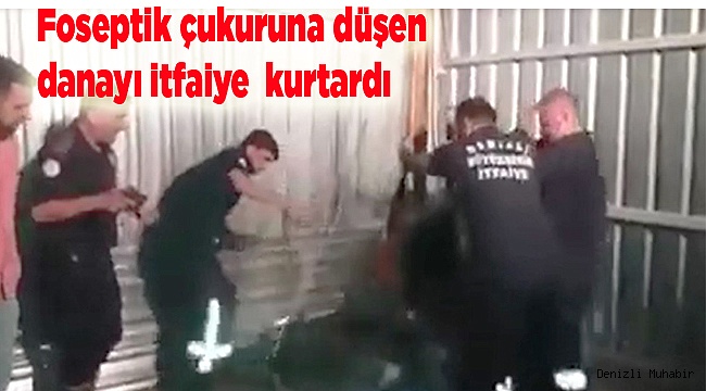 Foseptik çukuruna düşen dana kurtarıldı