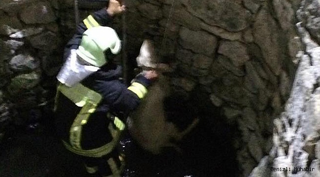 Kuzu, düştüğü 10 metrelik su kuyusundan kurtarıldı