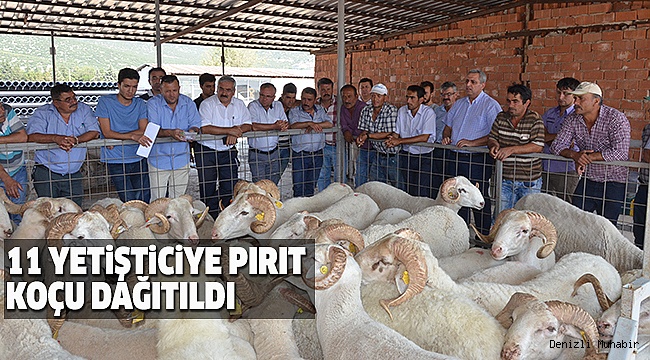TAVAS’TA 11 YETİŞTİRİCİYE KOÇ DAĞITIMI YAPILDI