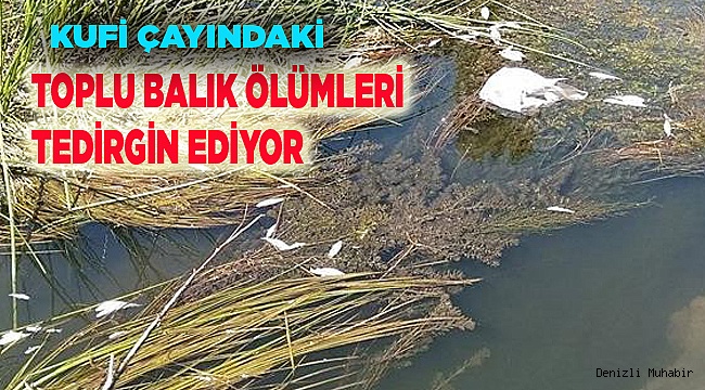 TOPLU BALIK ÖLÜMLERİ TEDİRGİN EDİYOR