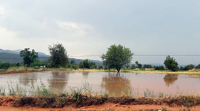Aşırı yağış yolu kapattı, tütün tarlalarını vurdu