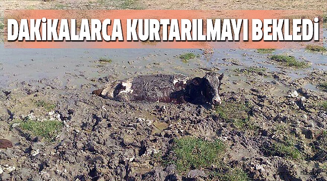 BATAKLIĞA SAPLANAN iNEĞi iTFAiYE KURTARDI
