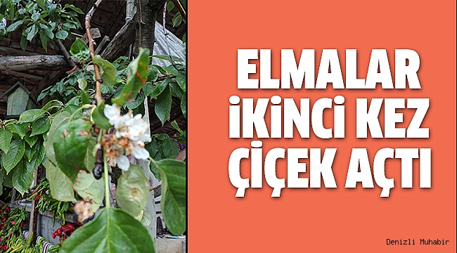 ÇAMELİ’DE ELMA AĞAÇLARI ŞAŞIRTTI