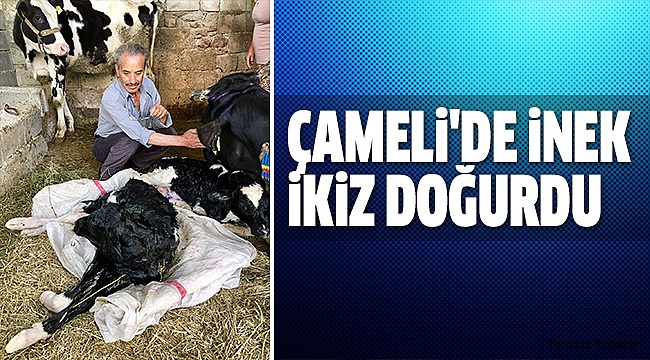 ÇAMELİ’DE İNEKLER ÇİFTER DOĞURUYOR