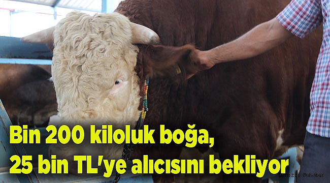 Denizli’de araba fiyatına kurbanlık ‘Mareşal’