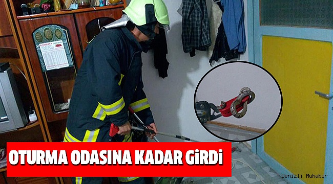 EVLERE DADANAN YILANLAR TEDiRGiN EDiYOR