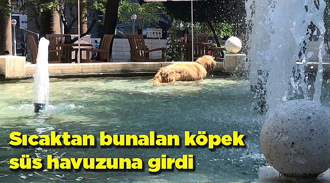 Sıcaktan bunalan köpek süs havuzuna girdi