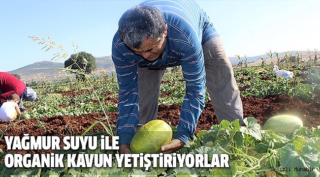 SULAMA OLMAYAN KÖYDE ORGANİK KAVUN YETİŞİYOR