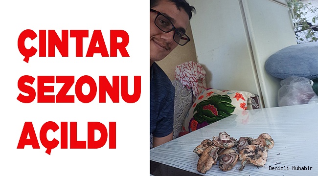 ÇINTAR SEZONU AÇILDI