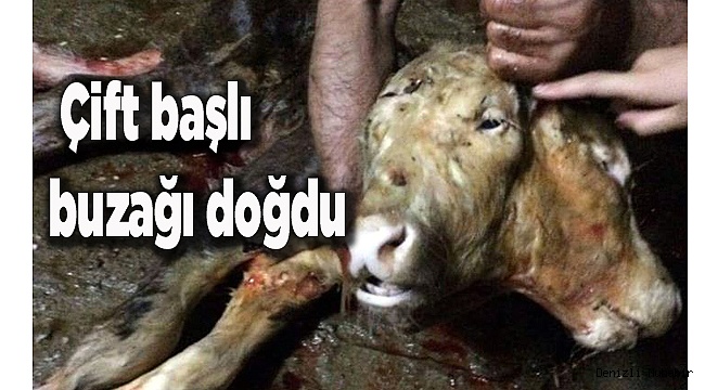 Denizli’de çift başlı buzağı doğdu