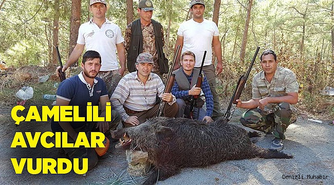 Çamelili avcılar  200 kilo ağırlığında domuz avladı.