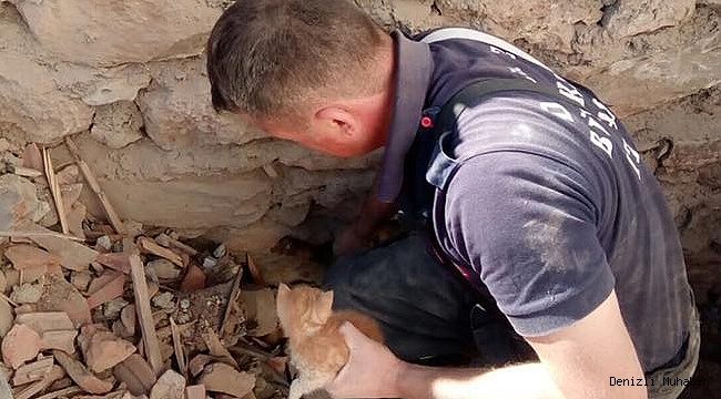 Hafriyat altında kalan yavru kedi kurtarıldı