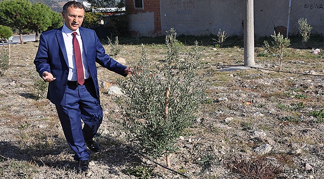BULDAN’DA DİKİLEN SOMA ZEYTİNLERİ BÜYÜYOR