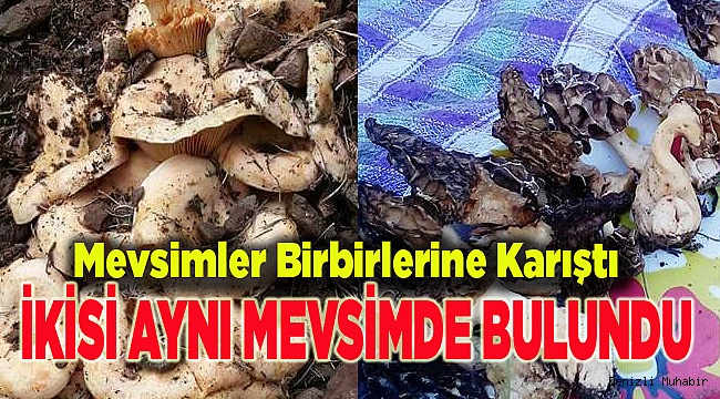 Mevsimler Birbirlerine Karıştı