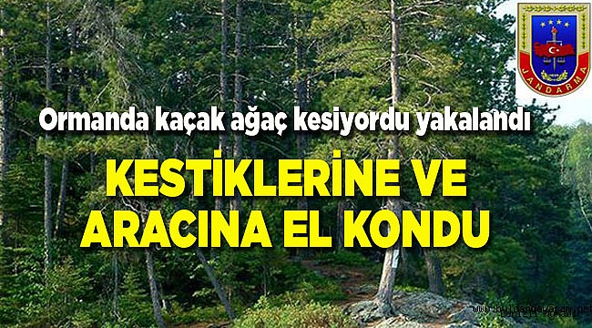 AĞAÇ KESMENİN CEZASI AĞIR OLACAK