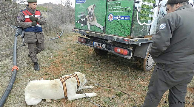 KÖPEK DÖVÜŞÜNE JANDARMA BASKINI