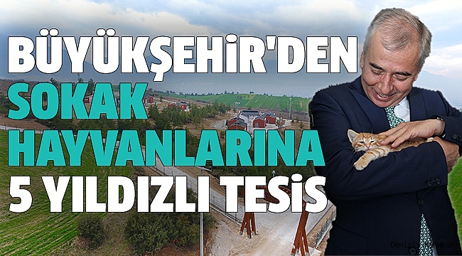 SOKAK HAYVANLARINA MODERN TESİS