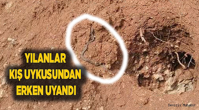 YILANLAR KIŞ UYKUSUNDAN ERKEN UYANDI