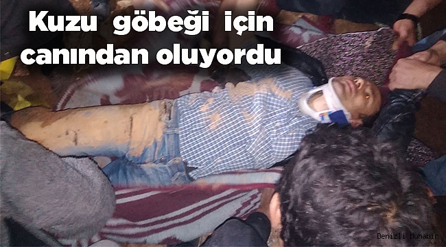 Kuzu göbeği için canından oluyordu