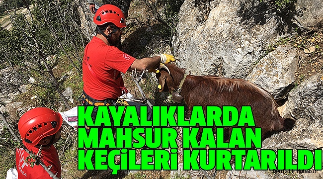 3 KEÇİYİ AKUT KURTARDI
