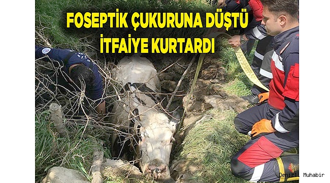 Foseptik çukuruna düşen inekleri itfaiye kurtardı