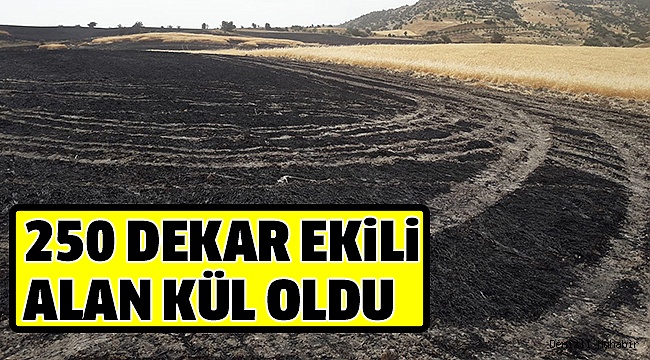 250 DEKAR EKİLİ ALAN ALEVLERE TESLİM OLDU