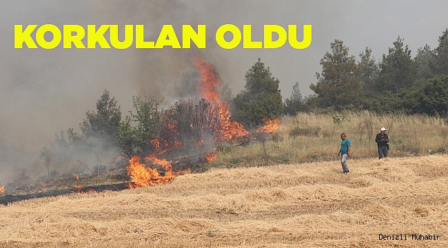 Anız yangını ormana sıçradı