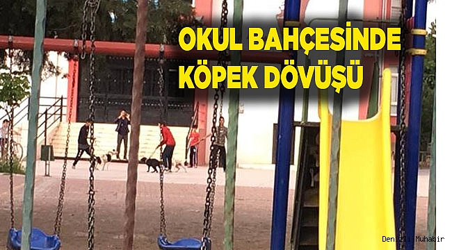 Okul bahçesinde köpek dövüşü