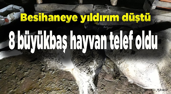 8 büyükbaş hayvan telef oldu
