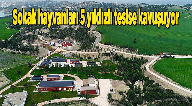 Büyükşehir'den sokak hayvanlarına modern tesis