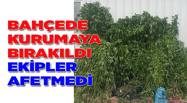 HİNT KENEVİRİ EKMİŞLER