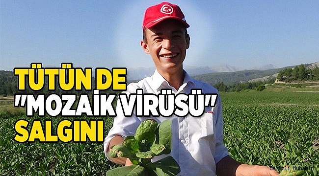 TÜTÜN'DE "MOZAİK VİRÜSÜ" SALGINI