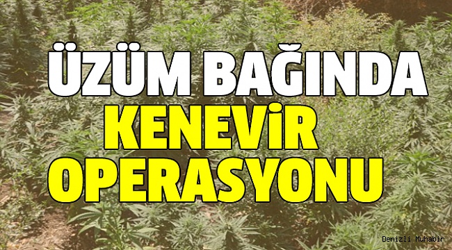 108 KÖK HİNT KENEVİRİ ELE GEÇİRİLDİ